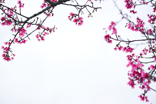 中國紅櫻花