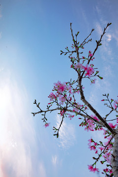 美麗櫻花