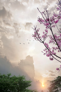 美麗櫻花