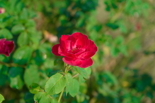 薔薇