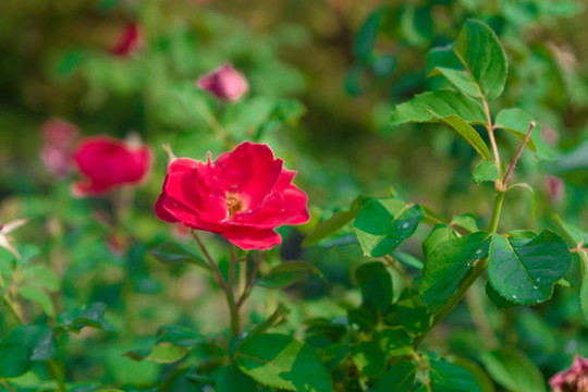 薔薇花素材
