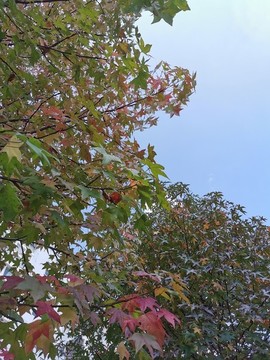 紅楓葉天空