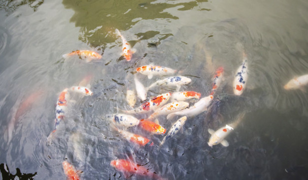金魚