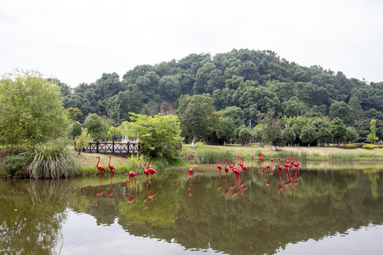 火烈鳥雕像