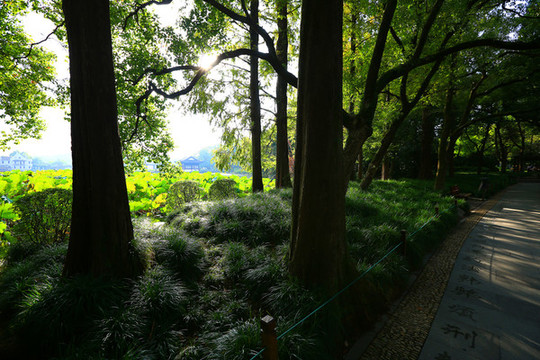 樹林
