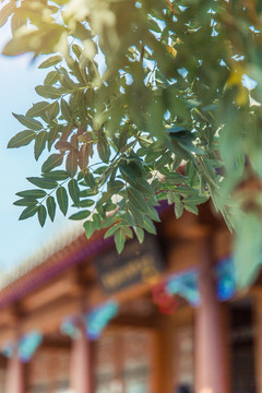 樹葉散發(fā)陽(yáng)光遮擋著古建筑