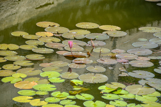 蓮花