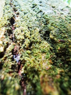 樹干苔蘚
