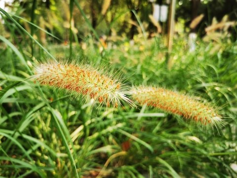 狗尾草