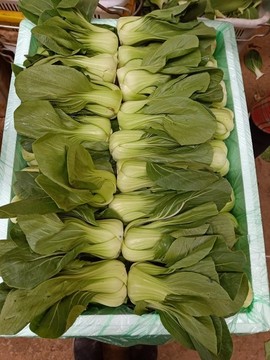 油菜