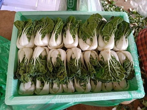 奶白菜