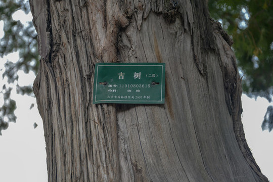古樹