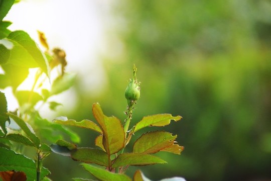 玫瑰薔薇花苞