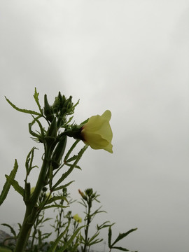秋葵花