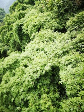 川西竹海風(fēng)光