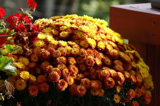 菊花