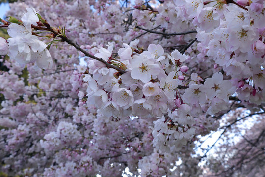 櫻花