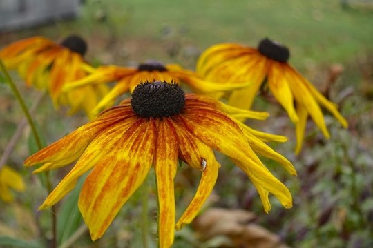 黑心金光菊