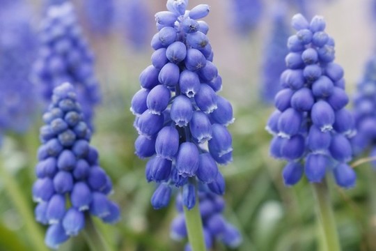 葡萄風(fēng)信子