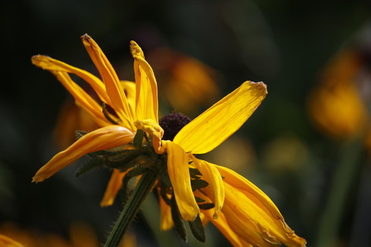 黑心金光菊