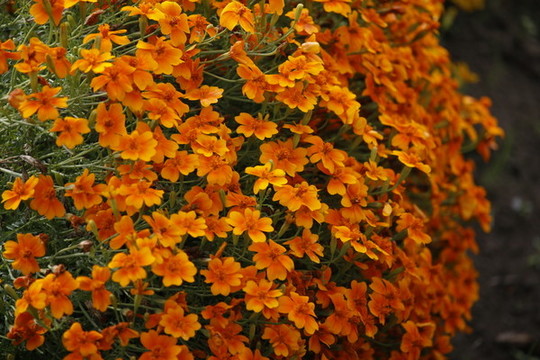 蛾蝶花