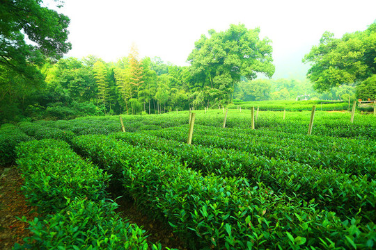 西湖龍井茶園