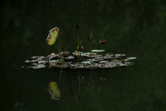 殘荷