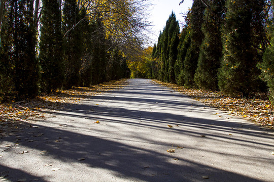 道路