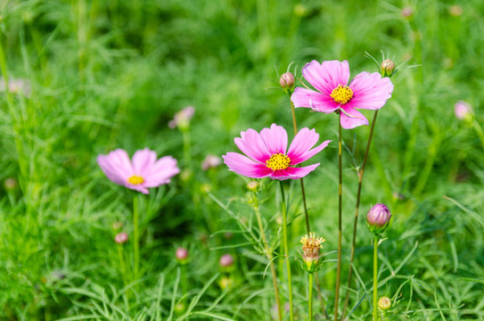 波斯菊