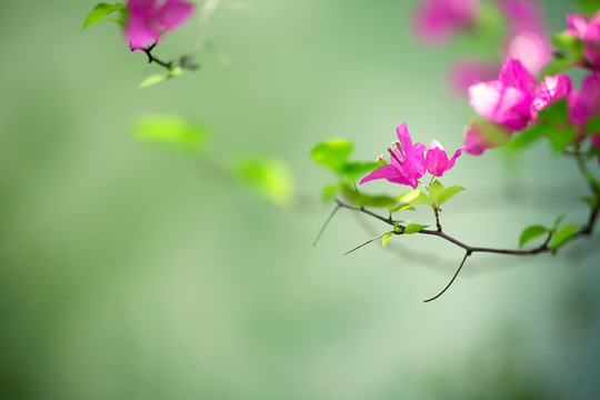 三角梅