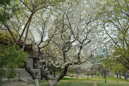 白花山碧桃