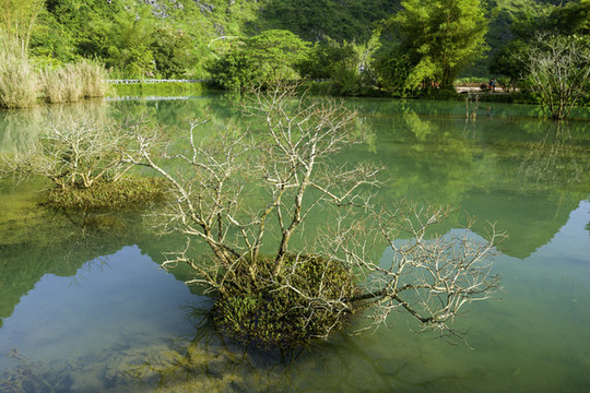 湖泊枯樹倒影