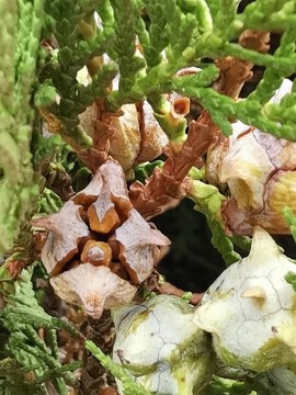 松子特寫(xiě)