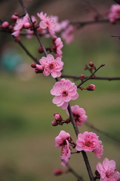 梅花