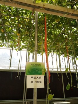 蛇瓜
