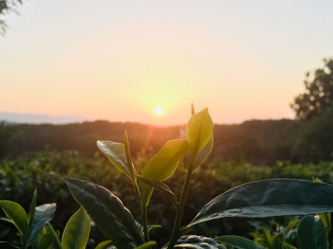 茶園夕照