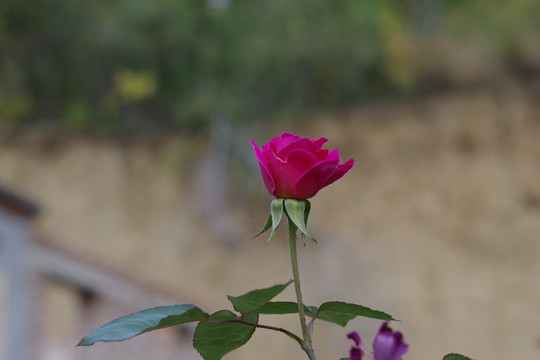 月季花