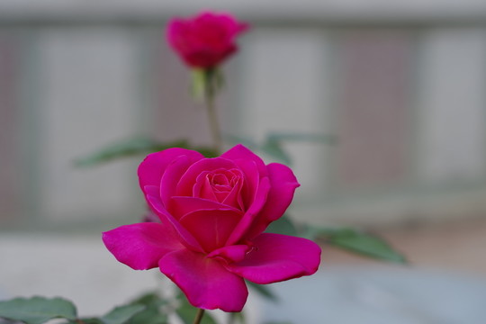 月季花