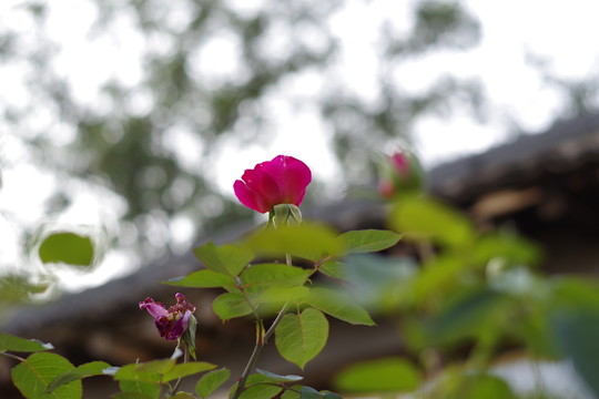 月季花