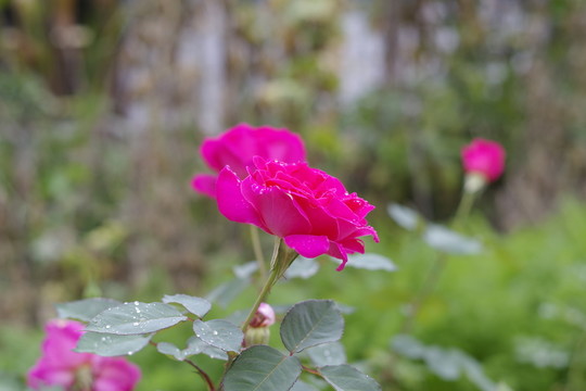 月季花