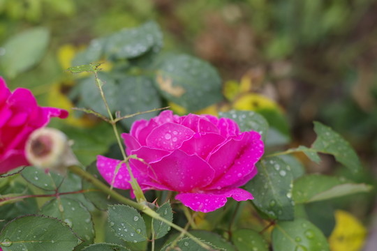 月季花