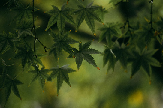 楓樹(shù)葉