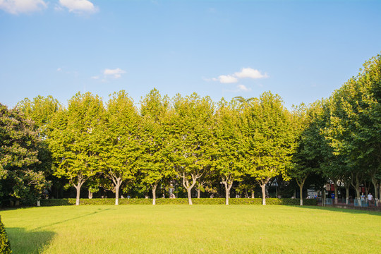 藍(lán)天草地樹林陽光