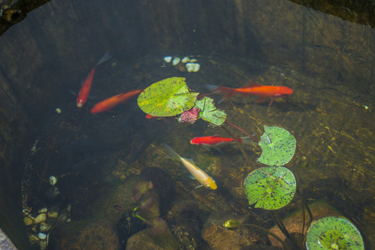 魚