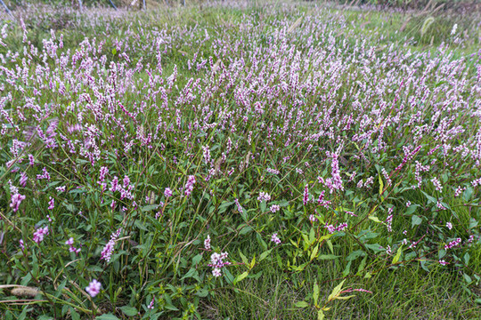 圓葉節(jié)節(jié)菜