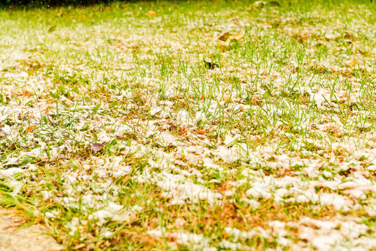 冬季里雪后的绿草地