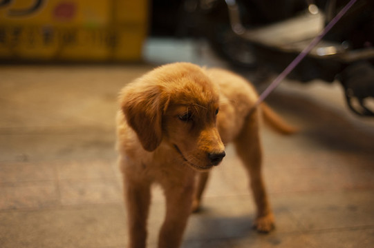 金毛犬