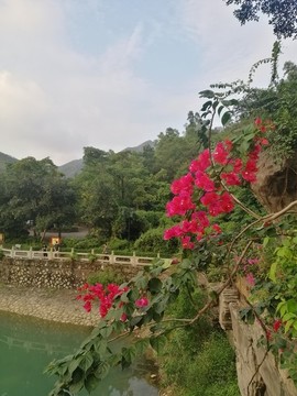 勒杜鵑