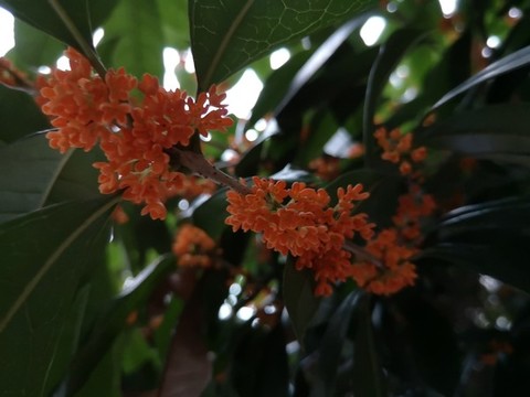 桂花