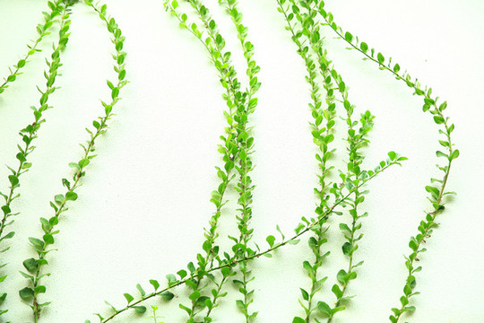 綠色植物背景裝飾墻